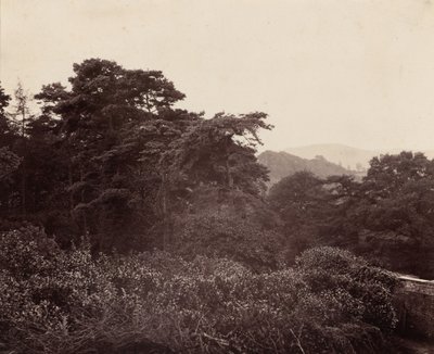 Studio di fogliame, c. 1863 (foto) da Major Francis Gresley