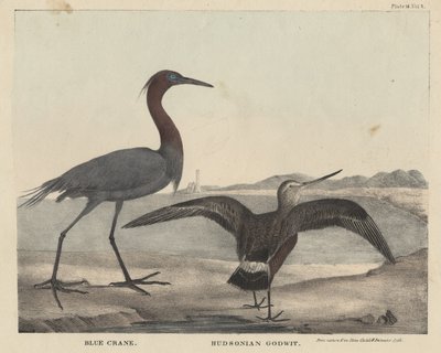 Gru blu, Godwit dell
