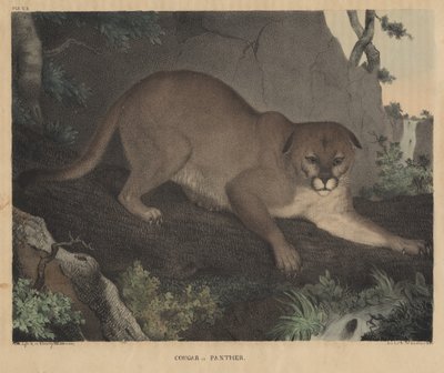 Puma o pantera, da 