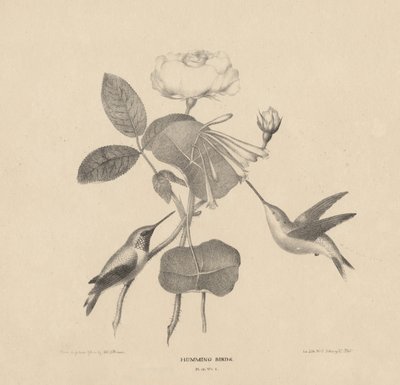 Colibrì, da 
