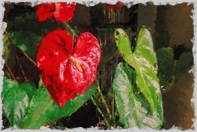 Un grande anthurium rosso a forma di cuore per San Valentino da Mano Chandra Dhas