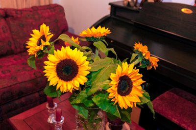 Girasoli gialli brillanti o Helianthus annuus dalle Ande in Colombia decorano una casa a Bogotá da Mano Chandra Dhas