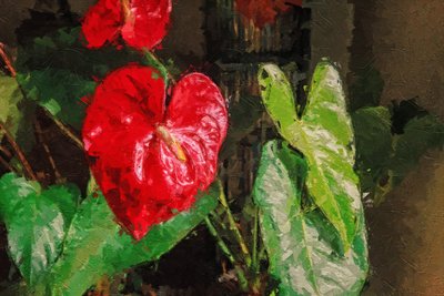 Grande anthurium rosso a forma di cuore da Mano Chandra Dhas