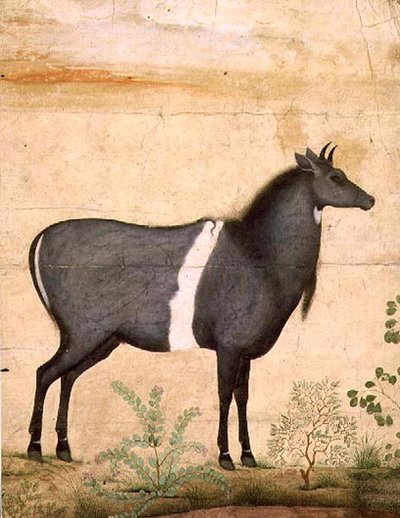 Nilgai (mucca blu) Scuola Mughal, inizio XVII secolo da Mansur (attr. to)