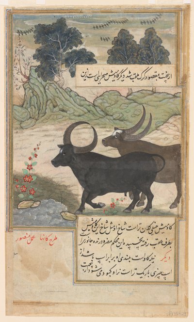 Due Tori Blu e Due Cervi Hog, da un Baburnama, c.1589 da Mansur (fl.c.1590 1630)