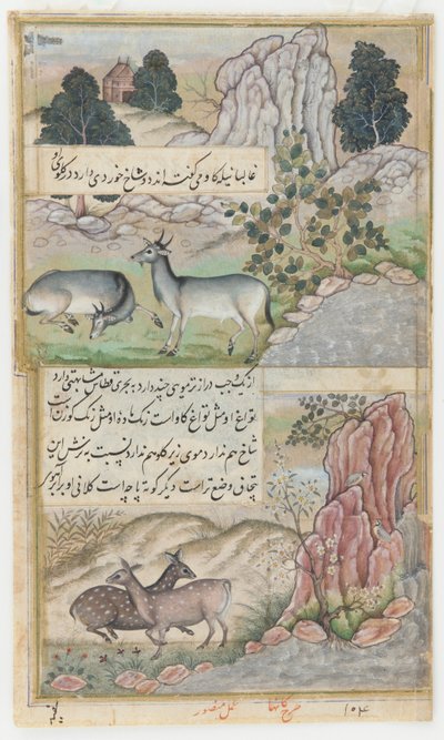 Due bufali selvatici, c.1589 da Mansur (fl.c.1590 1630)