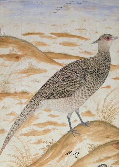 Fagiano cheer himalayano, periodo di Jahangir, Mughal, c.1620 da Mansur