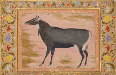 Studio di un Nilgai Blue Bull, Folio dall