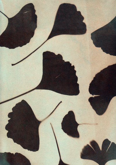 Ginkgo biloba, 2023 (cianotipia, tecnica mista) da Marco Campedelli