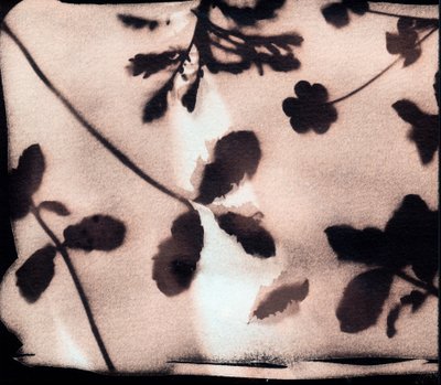 Natura, 2023 (cianotipia, tecnica mista) da Marco Campedelli