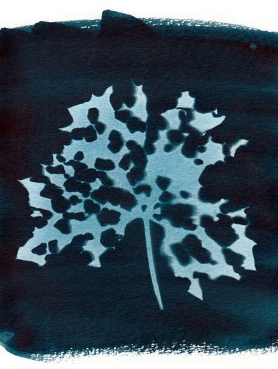 Foglia malata, 2023 (cianotipia) da Marco Campedelli
