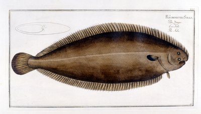 Tavola di Storia Naturale: La Sole da Marcus Élieser Bloch