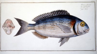 Storia naturale: La Bream di Marc Elieser Bloch Ichtyologie Parigi - Berlino - Londra 1787 da Marcus Élieser Bloch