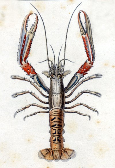 Tavola di Storia Naturale: La Langoustine da Marcus Élieser Bloch
