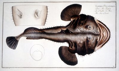 Storia naturale: La Lotte d
