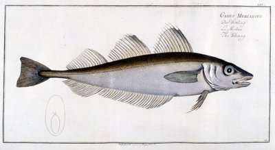 Tavola di storia naturale: Il merluzzo secondo Marc Elieser Bloch Ichtyologie Parigi - Berlino - Londra 1787 da Marcus Élieser Bloch