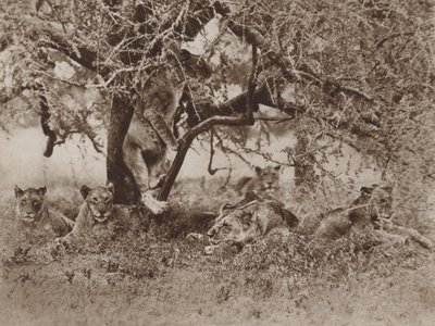 I leoni salgono sugli alberi?, la risposta della macchina fotografica da Marcuswell Maxwell