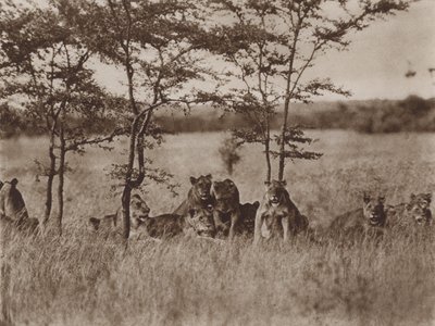 Di fronte alla macchina fotografica, una truppa di nove leoni a riposo da Marcuswell Maxwell