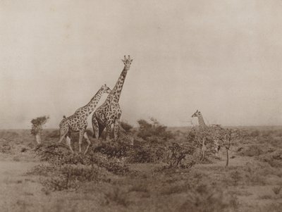 Giraffe nella boscaglia da Marcuswell Maxwell