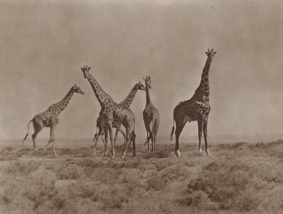 Sulle pianure del Kenya da Marcuswell Maxwell