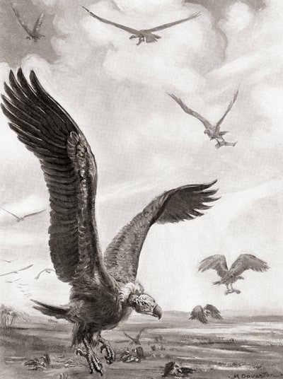 Avvoltoi che portano via le membra degli uccisi in battaglia, da Hutchinson