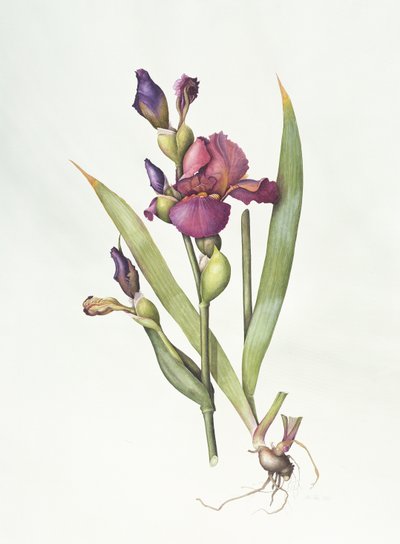 Iris da Margaret Ann Eden