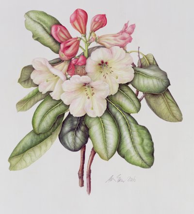 Rododendro da Margaret Ann Eden