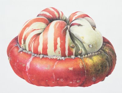 Zucca Turbante Turco, 1995 da Margaret Ann Eden