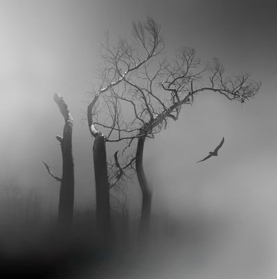 Lone Bird - Alberi avvolti nella nebbia da Margaret Halaby