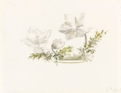 Studio di una composizione floreale da Margaret Louisa Herschel