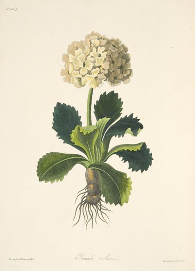 Auricola, da Illustrazioni floreali delle stagioni, pub. 1829 da Margaret Roscoe