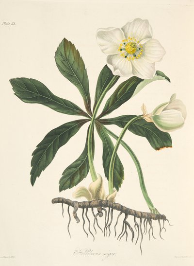 Elleboro nero o Rosa di Natale, da Illustrazioni floreali delle stagioni, pub. 1829 da Margaret Roscoe