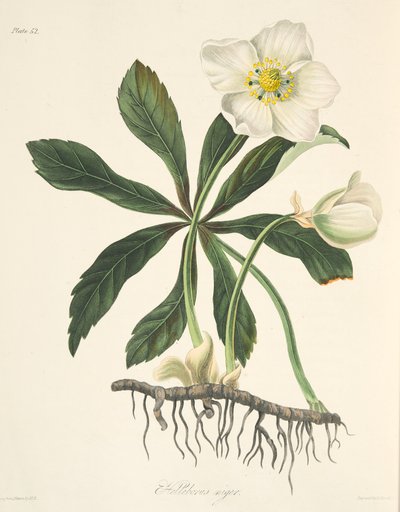 Elleboro nero o Rosa di Natale, da Illustrazioni floreali delle stagioni, pub. 1829 da Margaret Roscoe