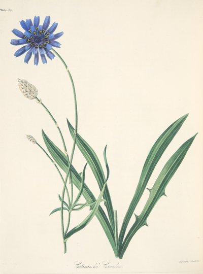 Catananche azzurra, da Illustrazioni floreali delle stagioni da Margaret Roscoe