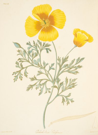 Eschscholtzia californiana, da Illustrazioni floreali delle stagioni, pub. 1829 da Margaret Roscoe