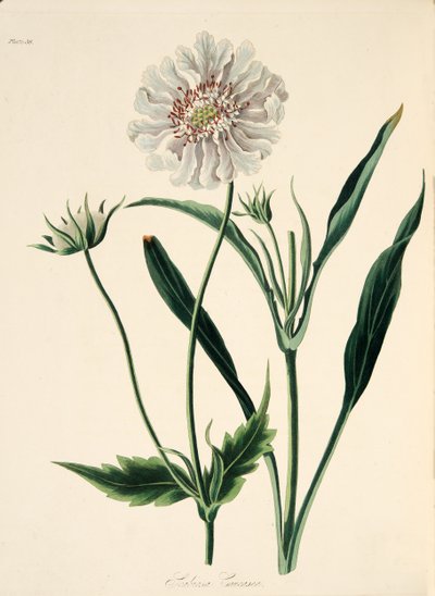 Scabiosa caucasica, da Illustrazioni floreali delle stagioni da Margaret Roscoe