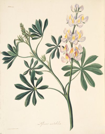 Lupino a fiori mutevoli, da Illustrazioni floreali delle stagioni da Margaret Roscoe