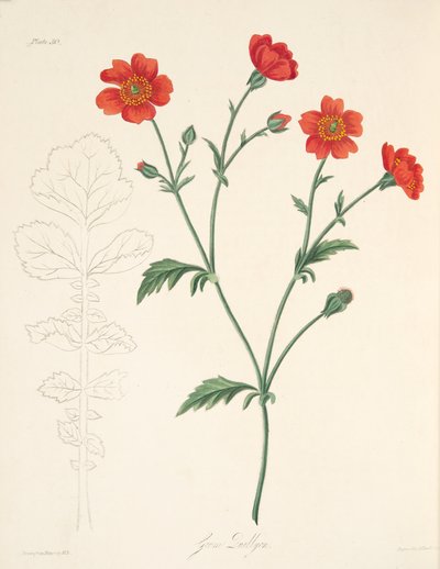 Avens cileno, da Illustrazioni floreali delle stagioni, pub. 1829 da Margaret Roscoe