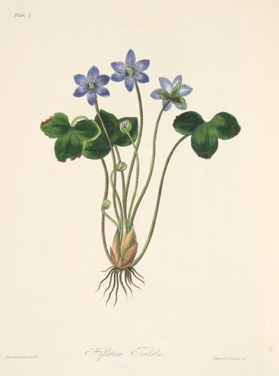 Epatica azzurra comune, da Illustrazioni floreali delle stagioni, pub. 1829 da Margaret Roscoe