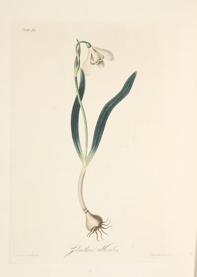 Bucaneve comune, da Illustrazioni floreali delle stagioni, pub. 1829 da Margaret Roscoe