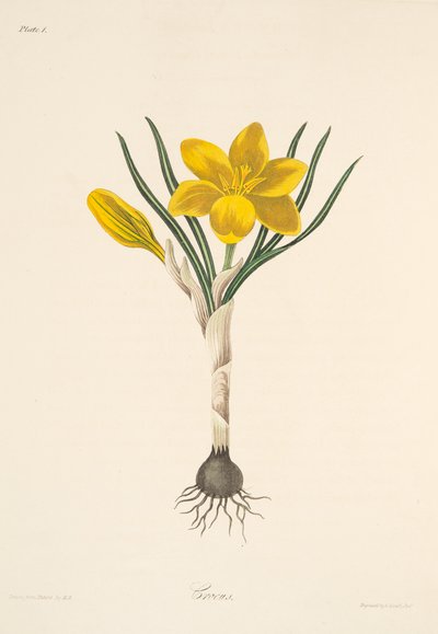 Crocus giallo comune, da Illustrazioni floreali delle stagioni, pub. 1829 da Margaret Roscoe