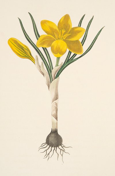 Crocus giallo comune, da Illustrazioni floreali delle stagioni, pub. 1829 da Margaret Roscoe