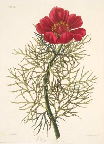 Peonia a foglie fini, da Illustrazioni floreali delle stagioni, pub. 1829 da Margaret Roscoe
