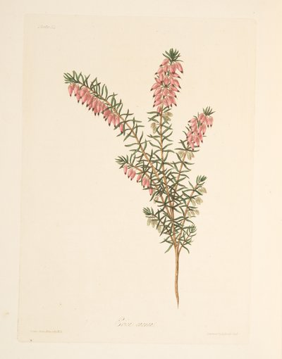 Erica precoce color carne, da Illustrazioni floreali delle stagioni, pub. 1829 da Margaret Roscoe