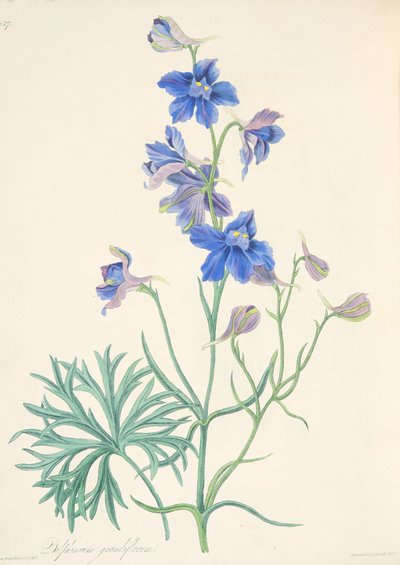 Speronella a grandi fiori, da Illustrazioni floreali delle stagioni, pub. 1829 da Margaret Roscoe
