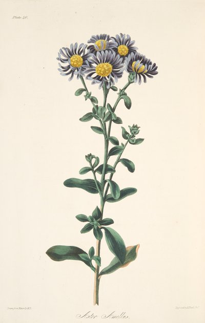 Aster italiano, da Illustrazioni floreali delle stagioni da Margaret Roscoe