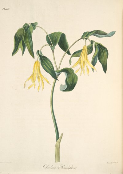 Uvularia a grandi fiori, da Illustrazioni floreali delle stagioni, pub. 1829 da Margaret Roscoe