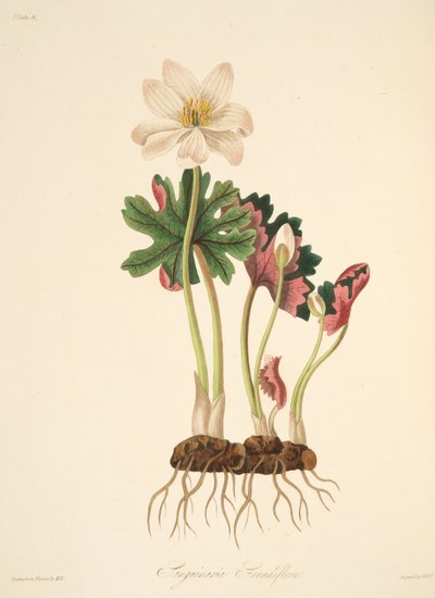Sanguinaria a grandi fiori, da Illustrazioni floreali delle stagioni, pub. 1829 da Margaret Roscoe