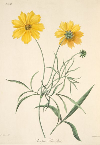Coreopsis a grandi fiori, da Illustrazioni floreali delle stagioni da Margaret Roscoe