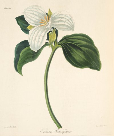 Trillium a grandi fiori, da Illustrazioni floreali delle stagioni, pub. 1829 da Margaret Roscoe